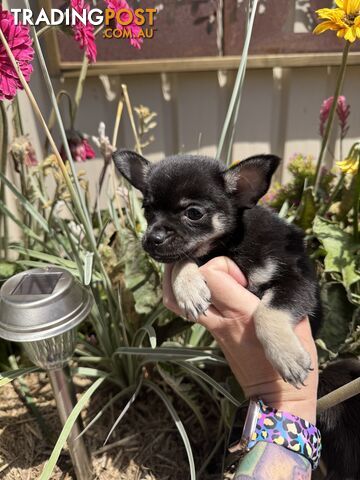 💙READY Know  chihuahua boy