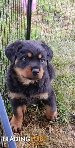 Pure Breed German Rottweilers