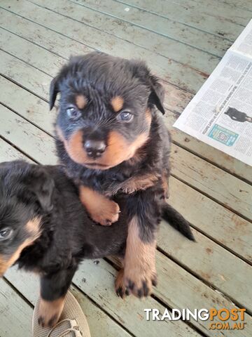 Pure Breed German Rottweilers