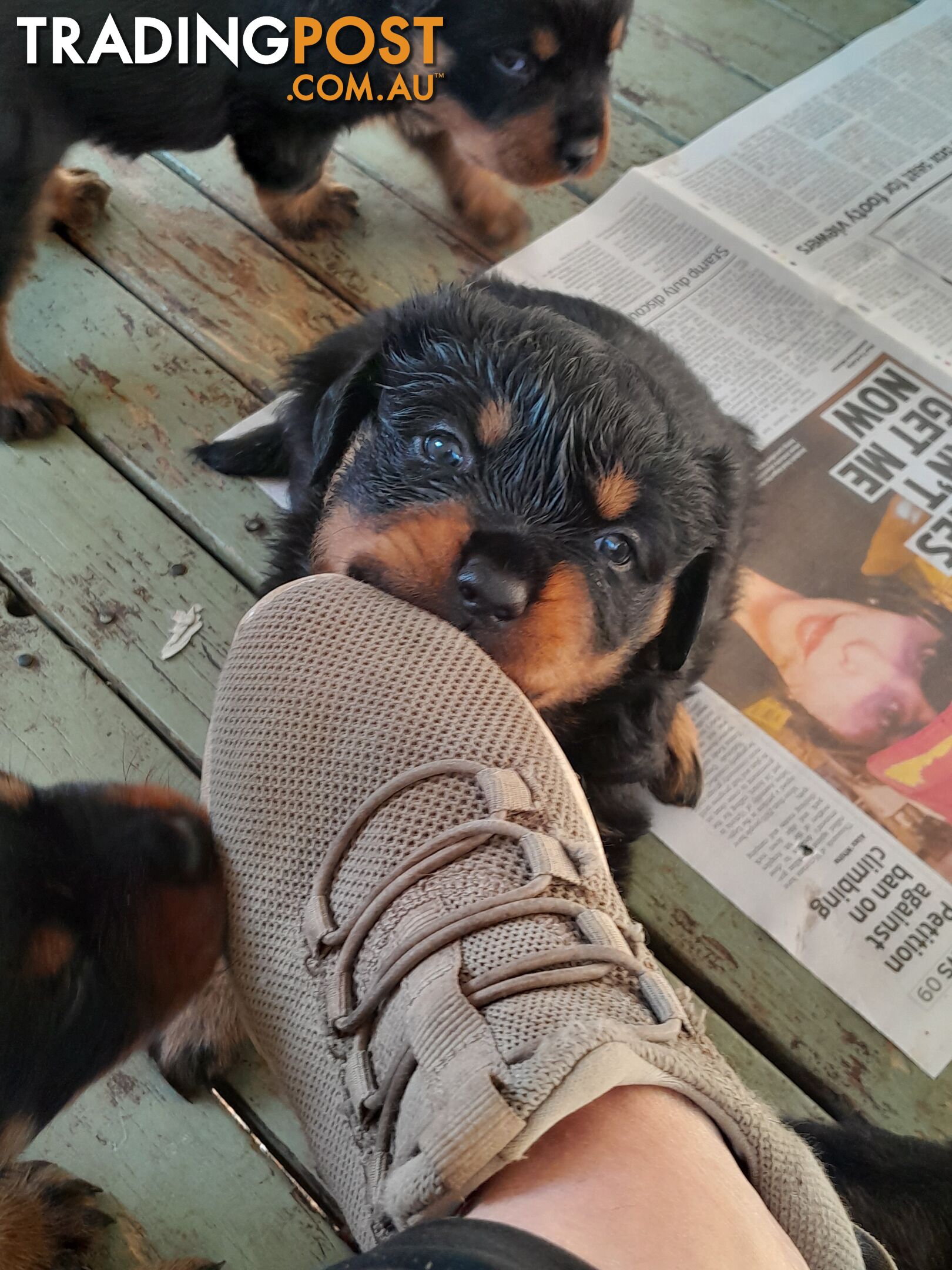 Pure Breed German Rottweilers