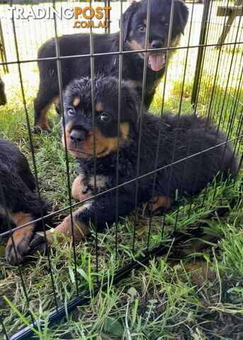 Pure Breed German Rottweilers