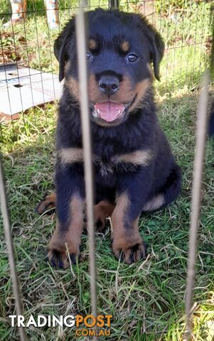 Pure Breed German Rottweilers