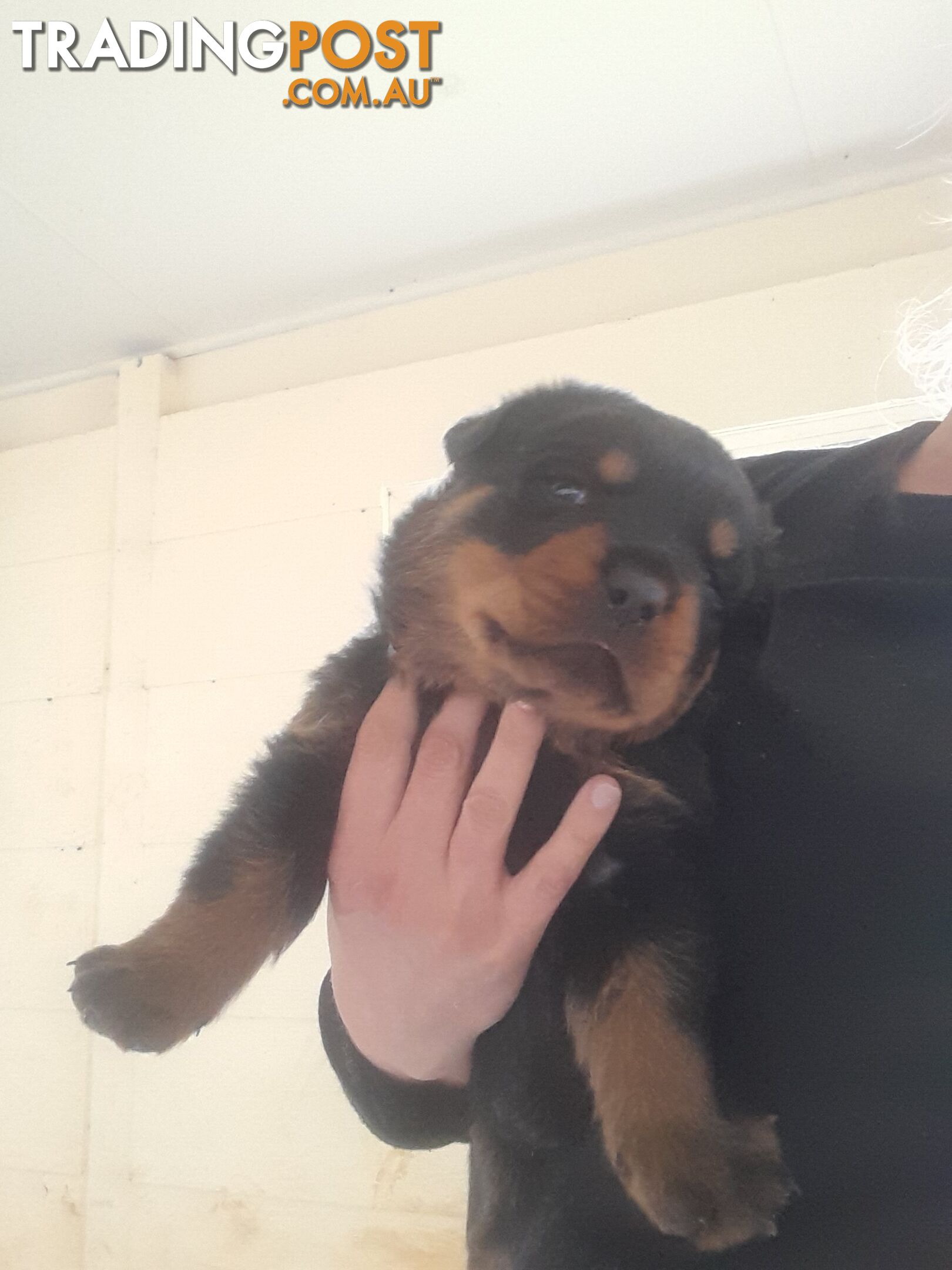 Pure Breed German Rottweilers