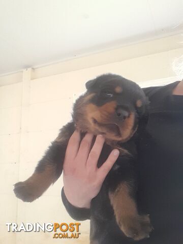 Pure Breed German Rottweilers