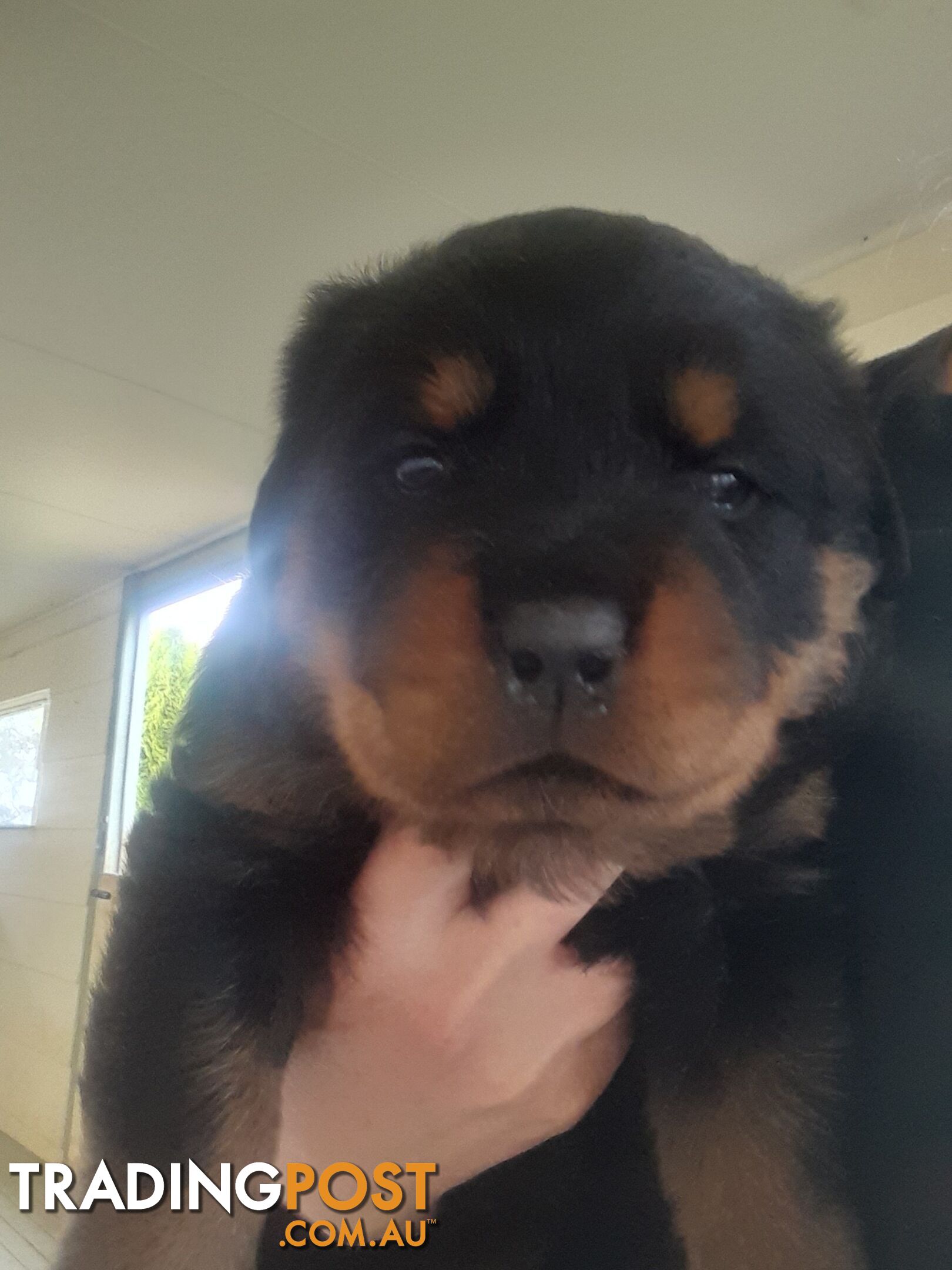 Pure Breed German Rottweilers