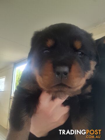 Pure Breed German Rottweilers