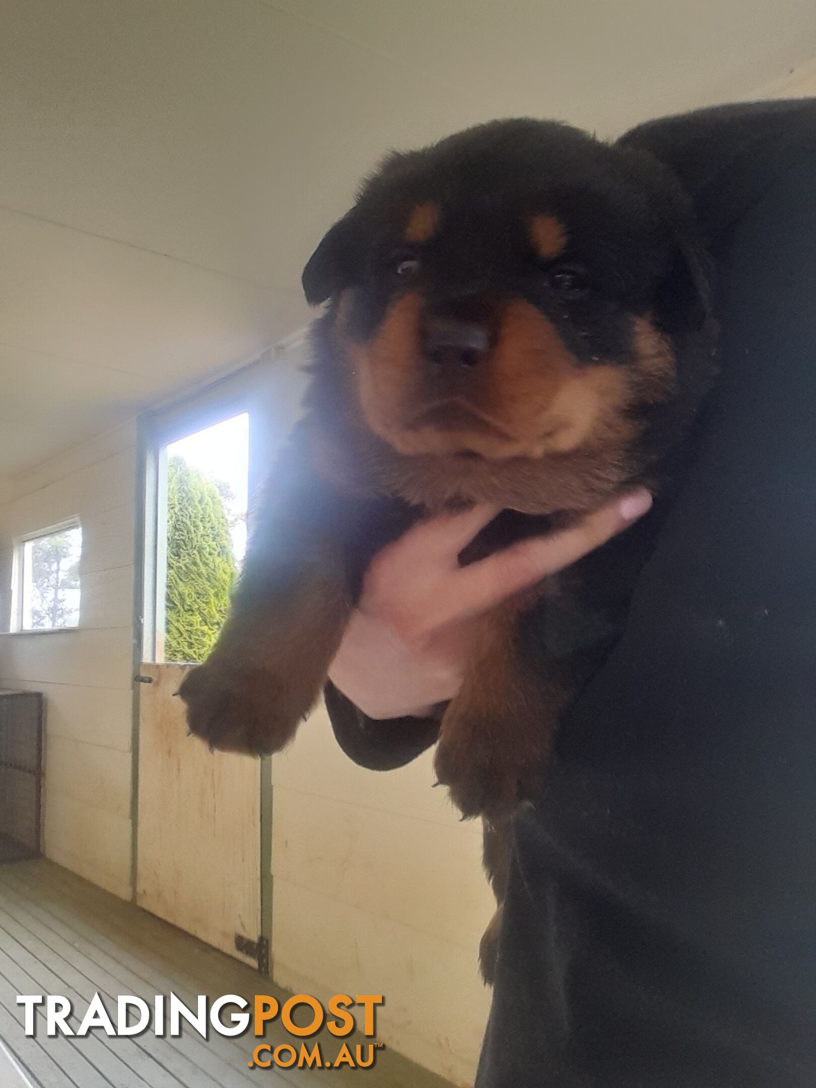 Pure Breed German Rottweilers