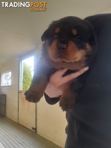 Pure Breed German Rottweilers