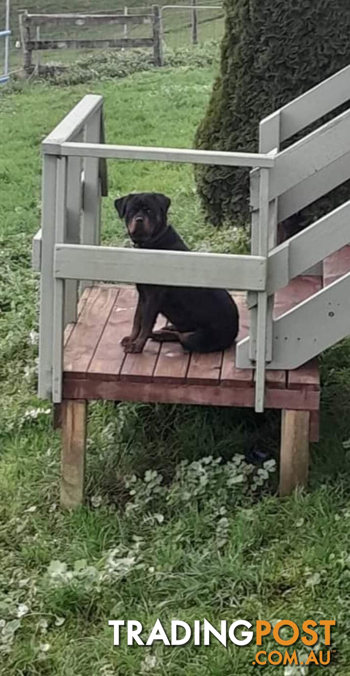 Pure Breed German Rottweilers