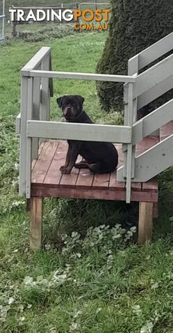 Pure Breed German Rottweilers