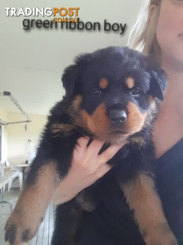 Pure Breed German Rottweilers