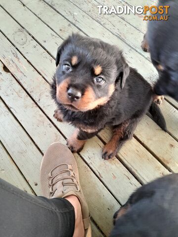 Pure Breed German Rottweilers