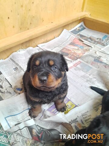 Pure Breed German Rottweilers