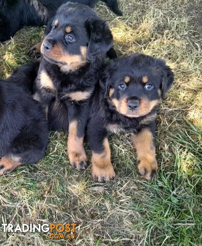 Pure Breed German Rottweilers