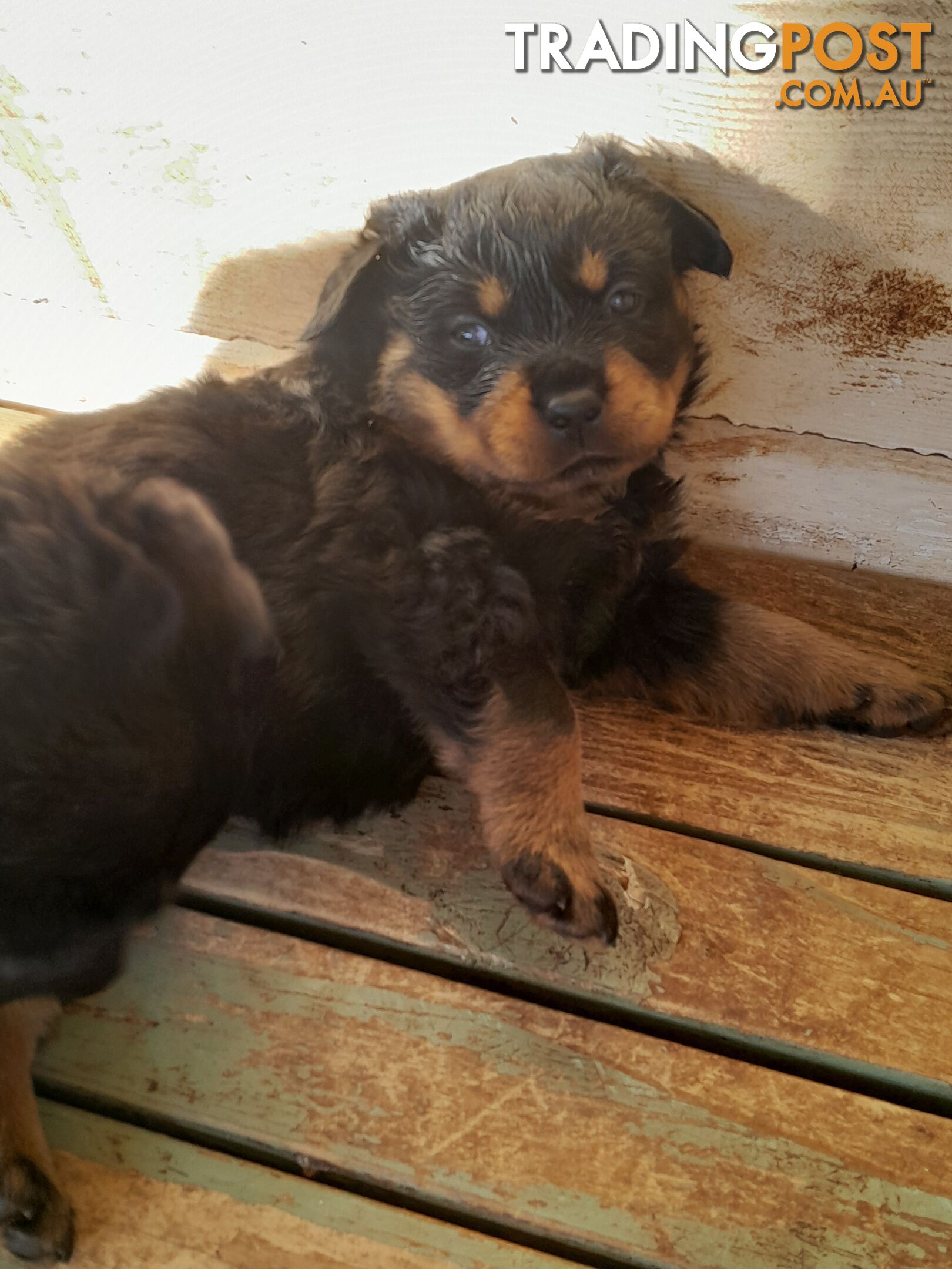 Pure Breed German Rottweilers