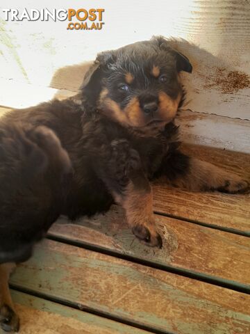 Pure Breed German Rottweilers