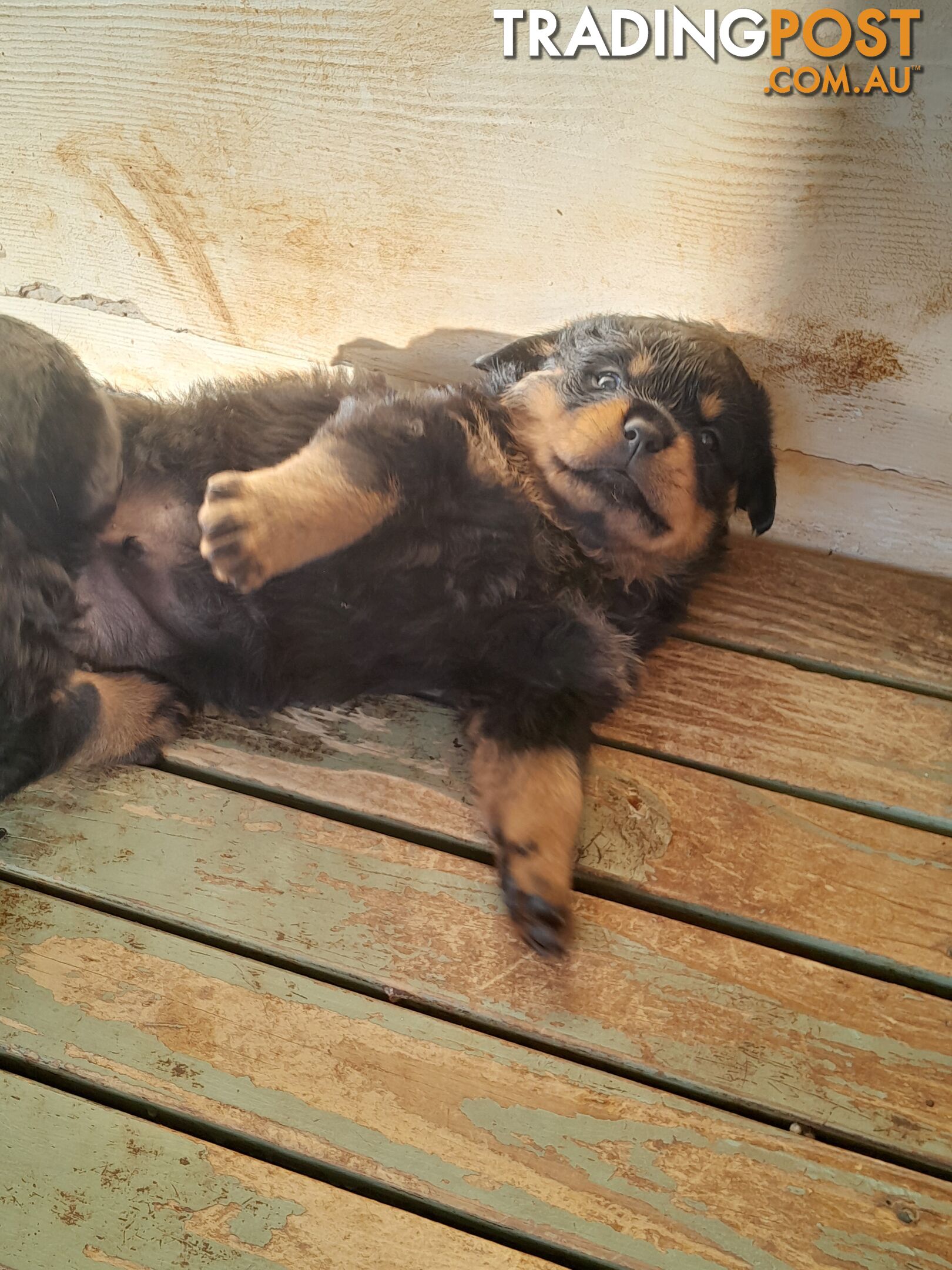 Pure Breed German Rottweilers