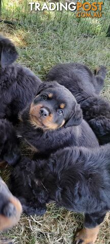 Pure Breed German Rottweilers