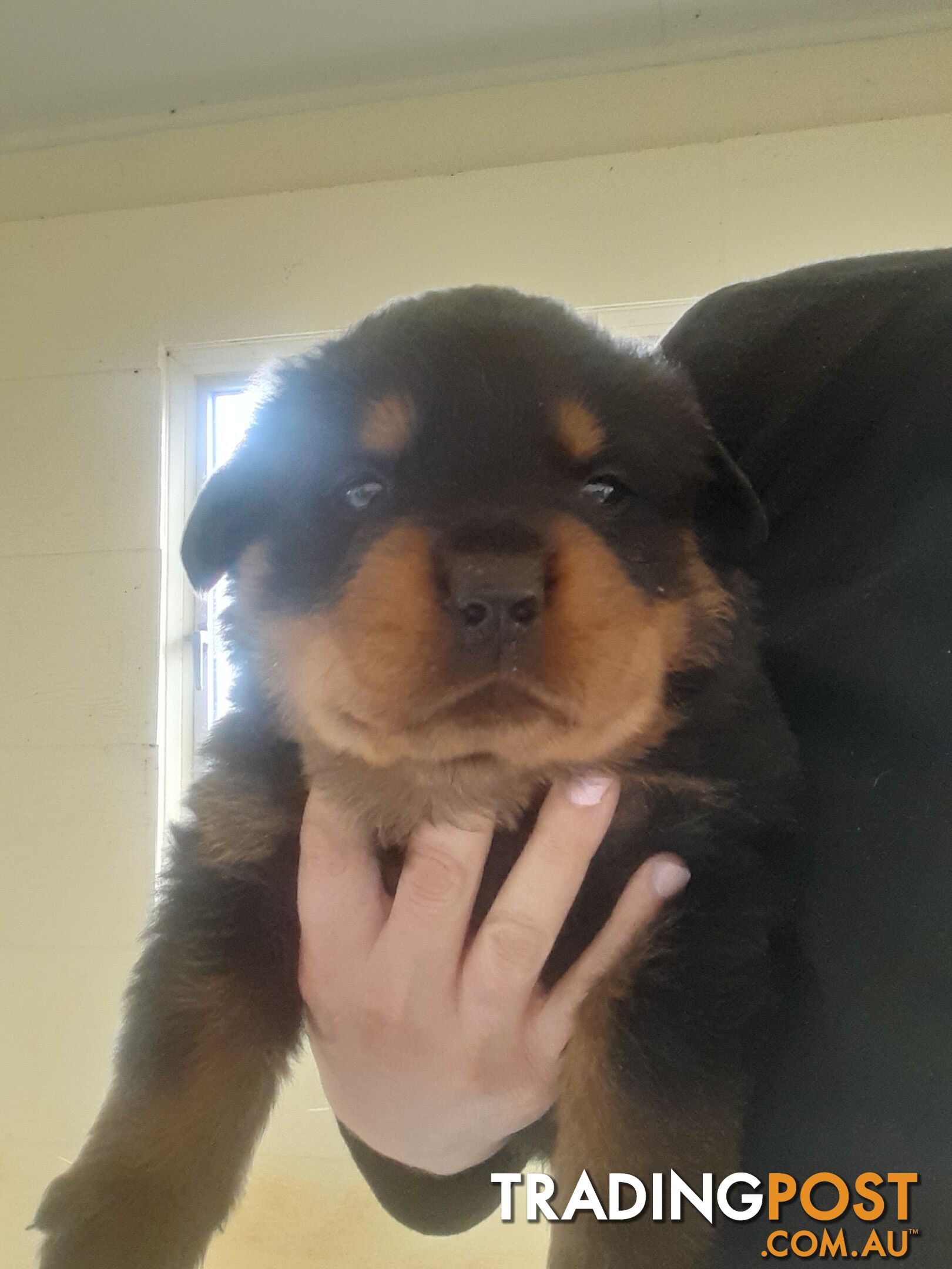 Pure Breed German Rottweilers