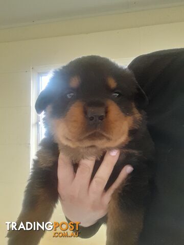 Pure Breed German Rottweilers