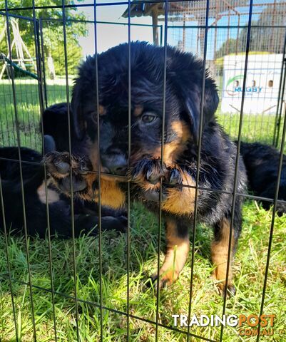 Pure Breed German Rottweilers