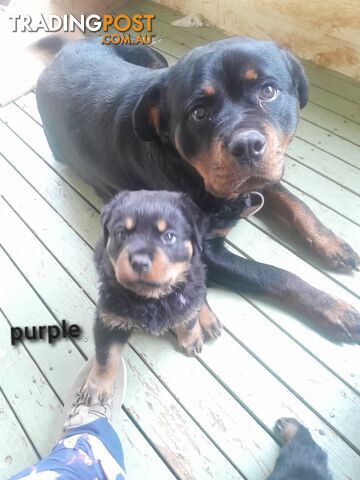 Pure Breed German Rottweilers