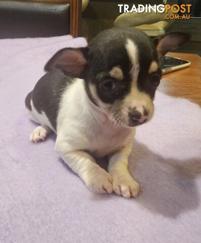 chihuahua for sale