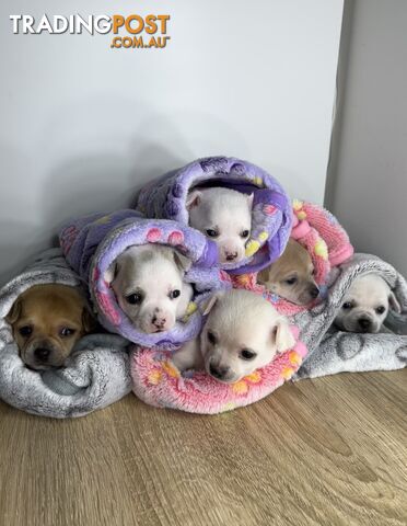 Purebred Chihuahua puppies looking for a forever home
