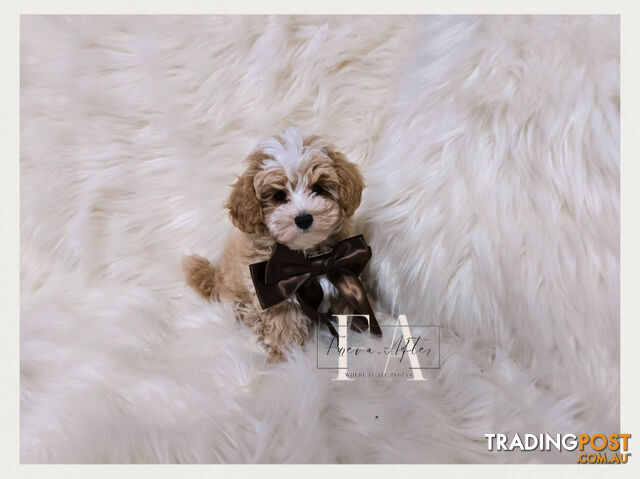 885grams 11wks Teeny TINY LITTLE  DNA CLEARED chipoo chihuahua toy poodle