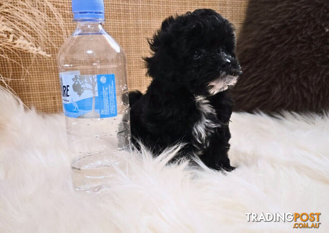 1060grams 13wks Teeny TINY LITTLE  DNA CLEARED chipoo chihuahua toy poodle