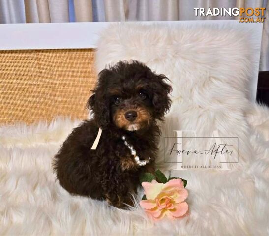 1100grams 14wks Teeny TINY LITTLE  DNA CLEARED chipoo chihuahua toy poodle