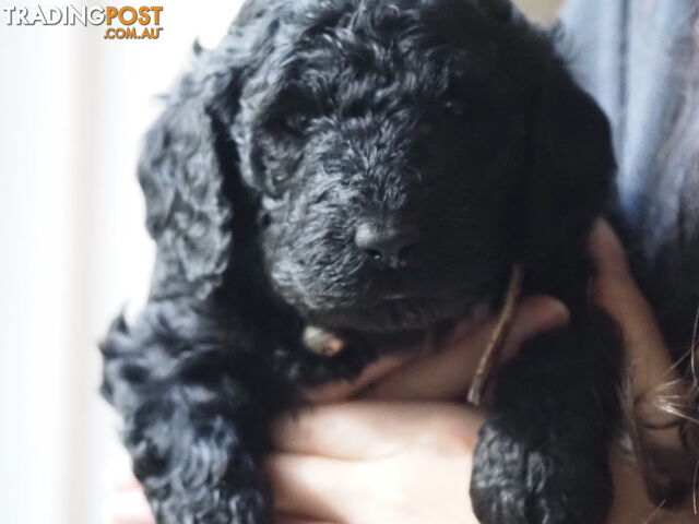 Labardoodle Puppies For Sale