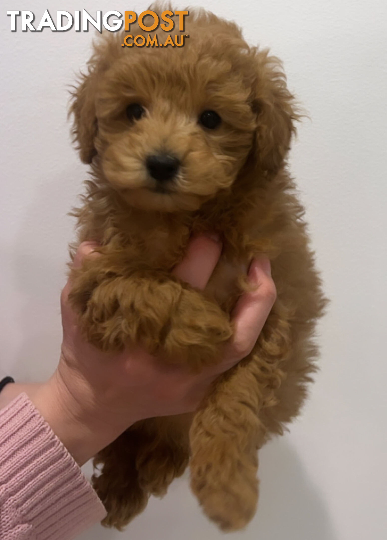 READY FOR HIS NEW HOME THIS WEEKEND STUNNING RED TOY POODLE