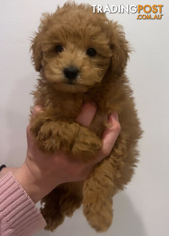 READY FOR HIS NEW HOME THIS WEEKEND STUNNING RED TOY POODLE