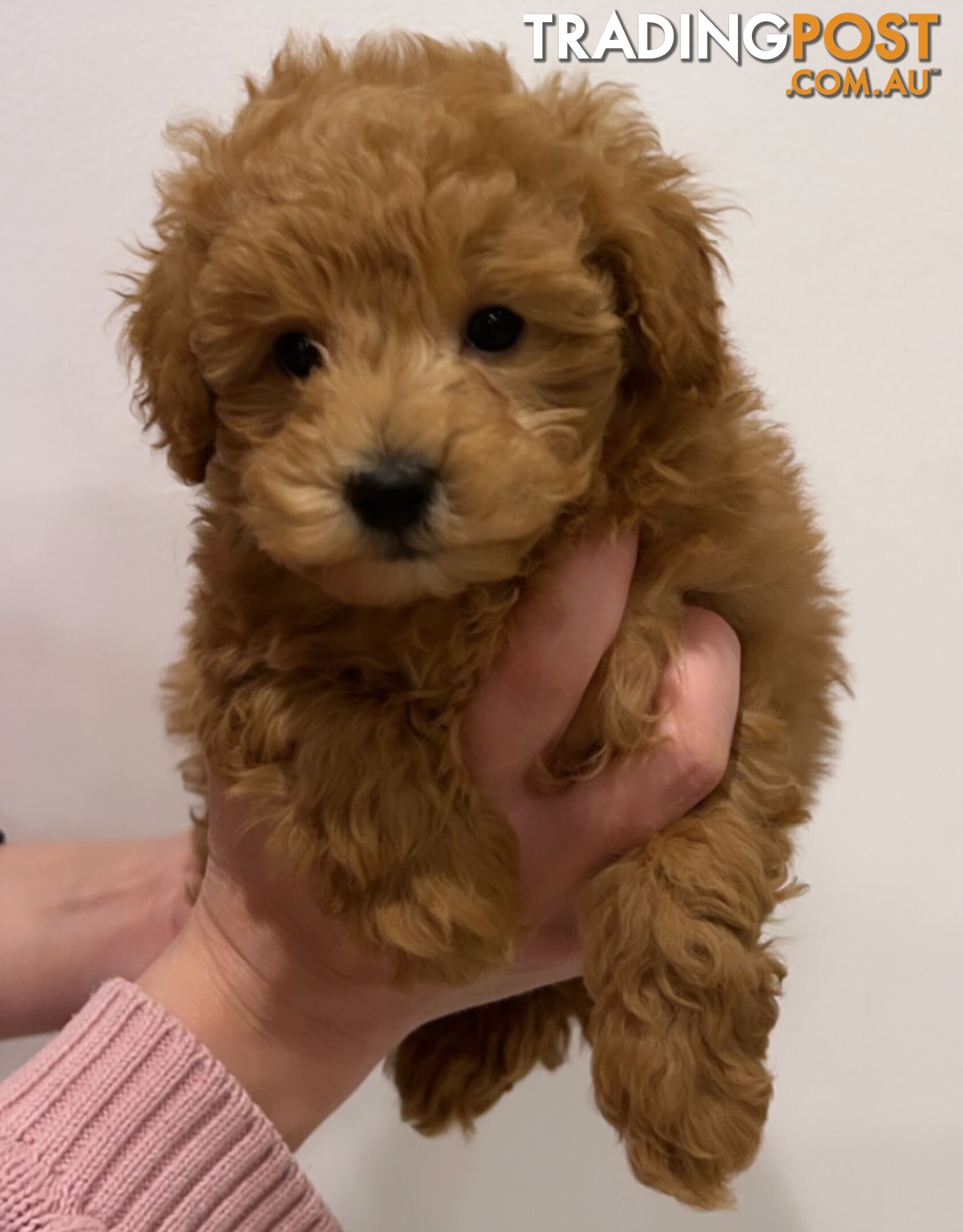 READY FOR HIS NEW HOME THIS WEEKEND STUNNING RED TOY POODLE