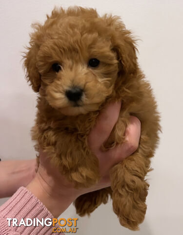 READY FOR HIS NEW HOME THIS WEEKEND STUNNING RED TOY POODLE