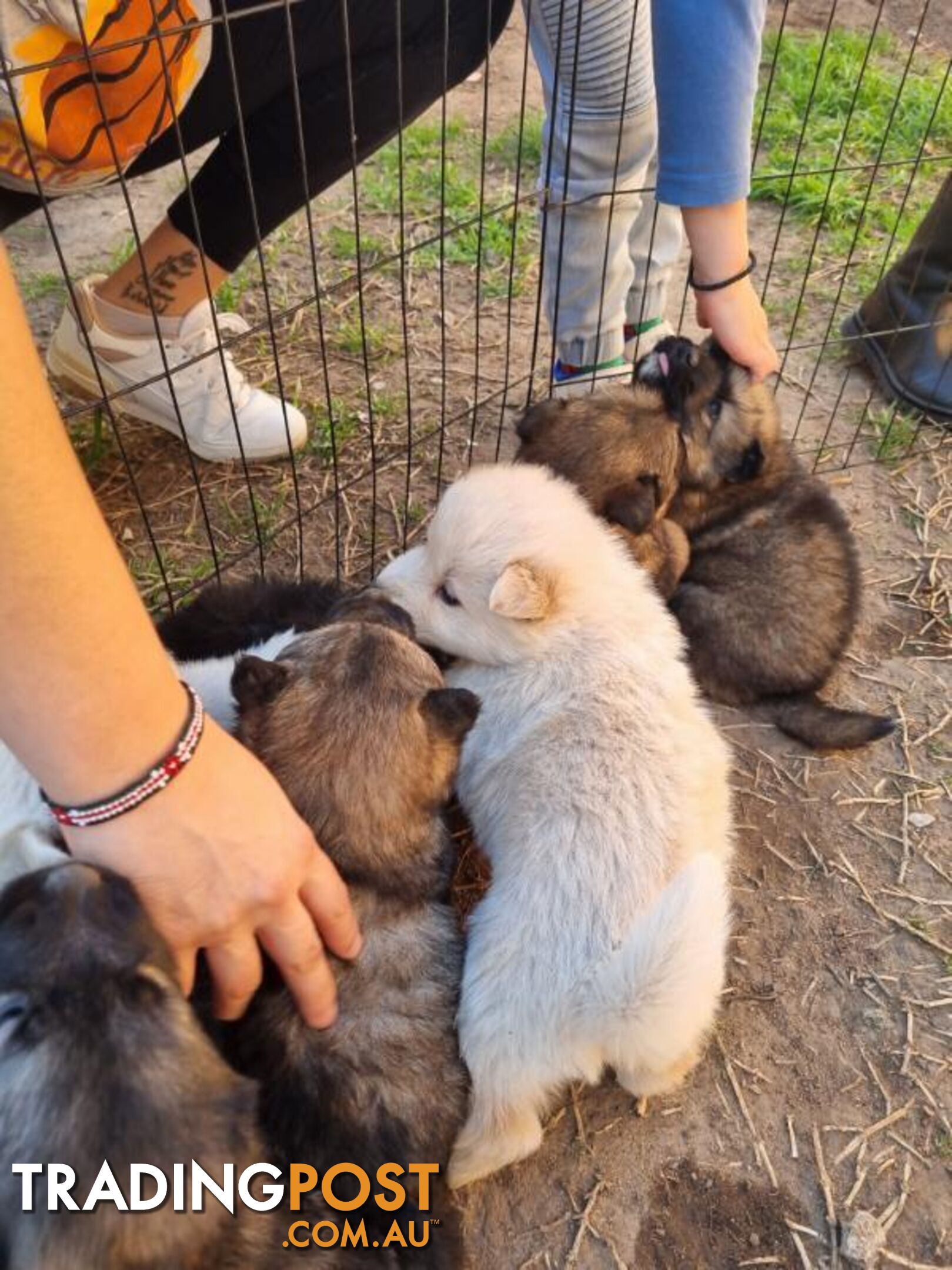 German shepherd puppies