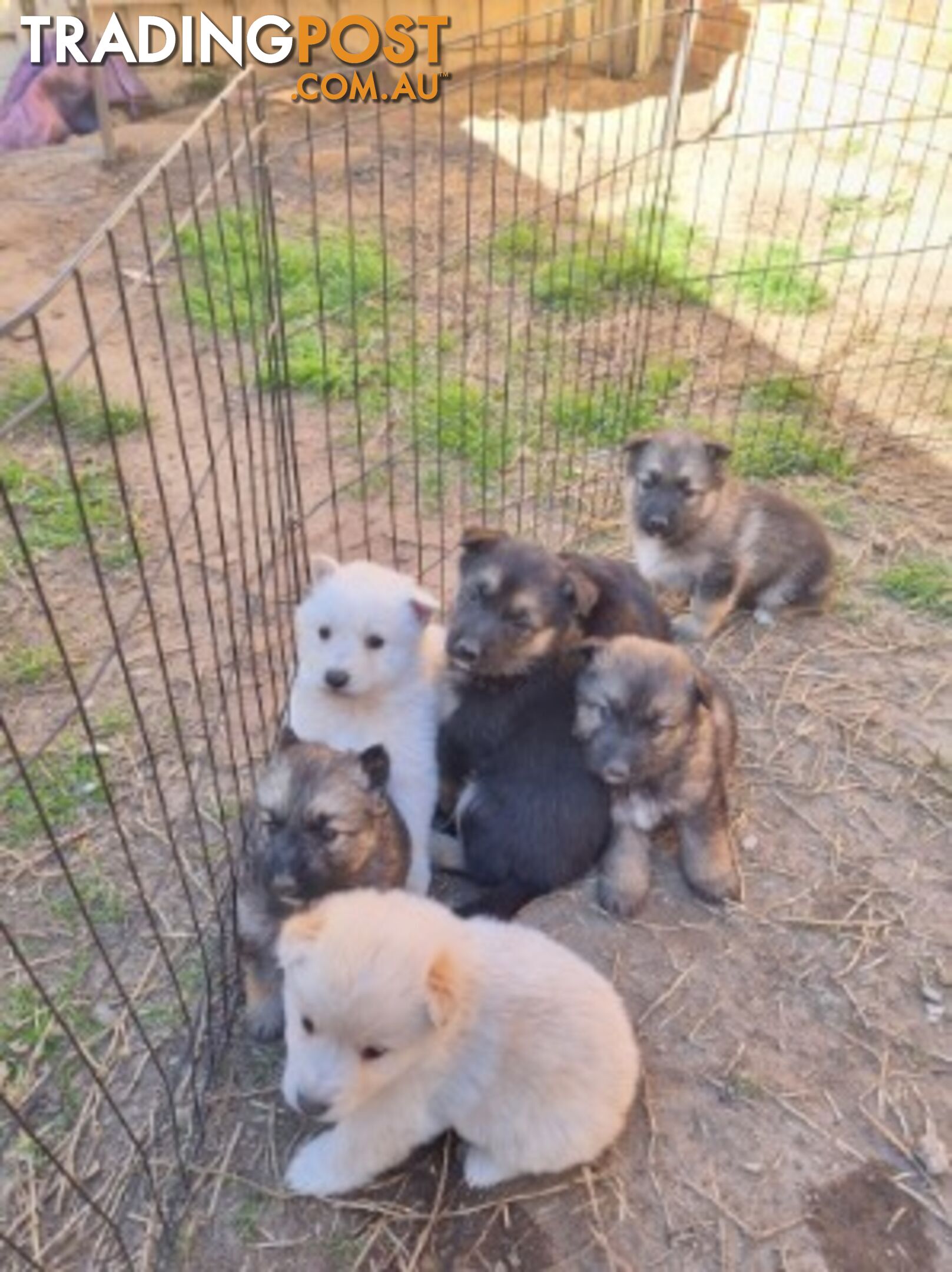 German shepherd puppies