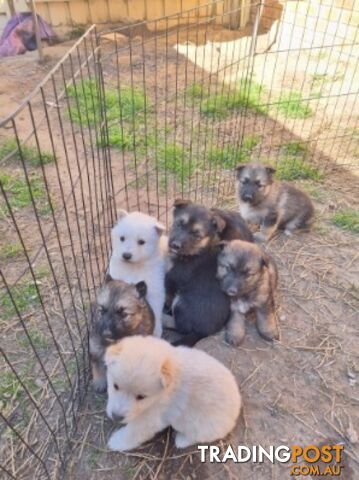 German shepherd puppies