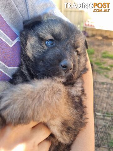 German shepherd puppies