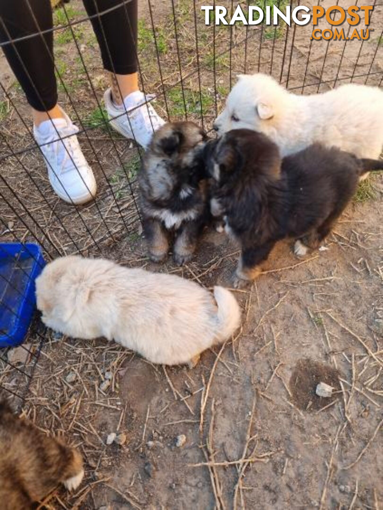 German shepherd puppies