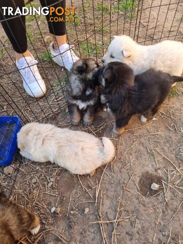 German shepherd puppies