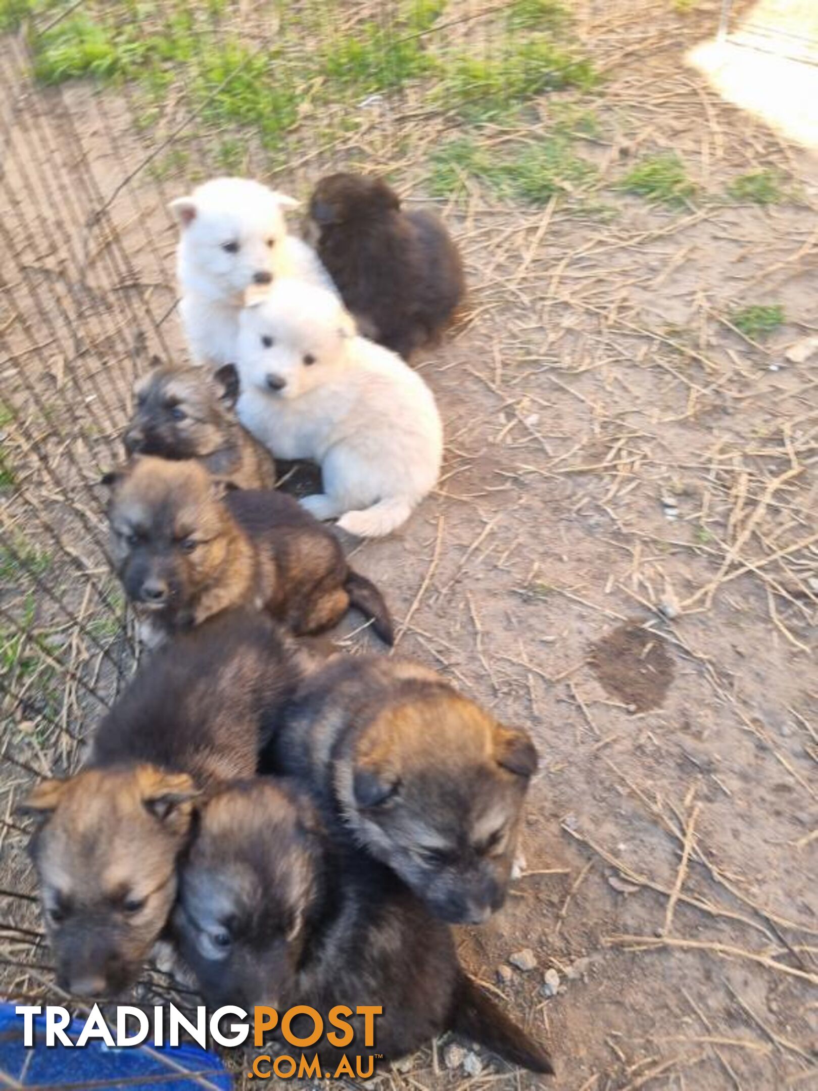 German shepherd puppies