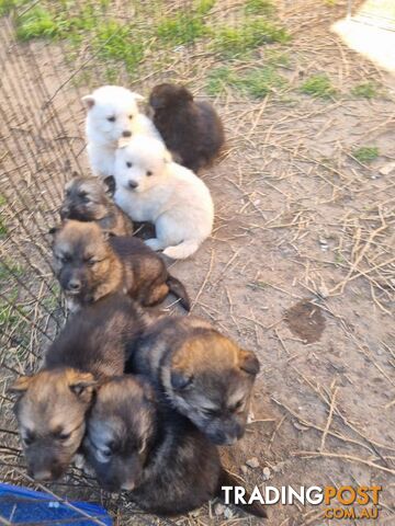 German shepherd puppies