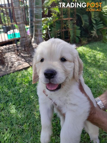 Gorgeous Golden Retriever puppies