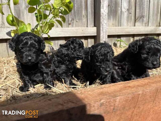 Toy poodle cross maltese puppies (Moodle)