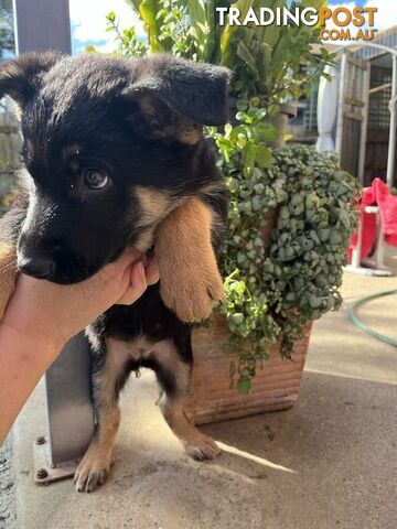 German shepherd puppies