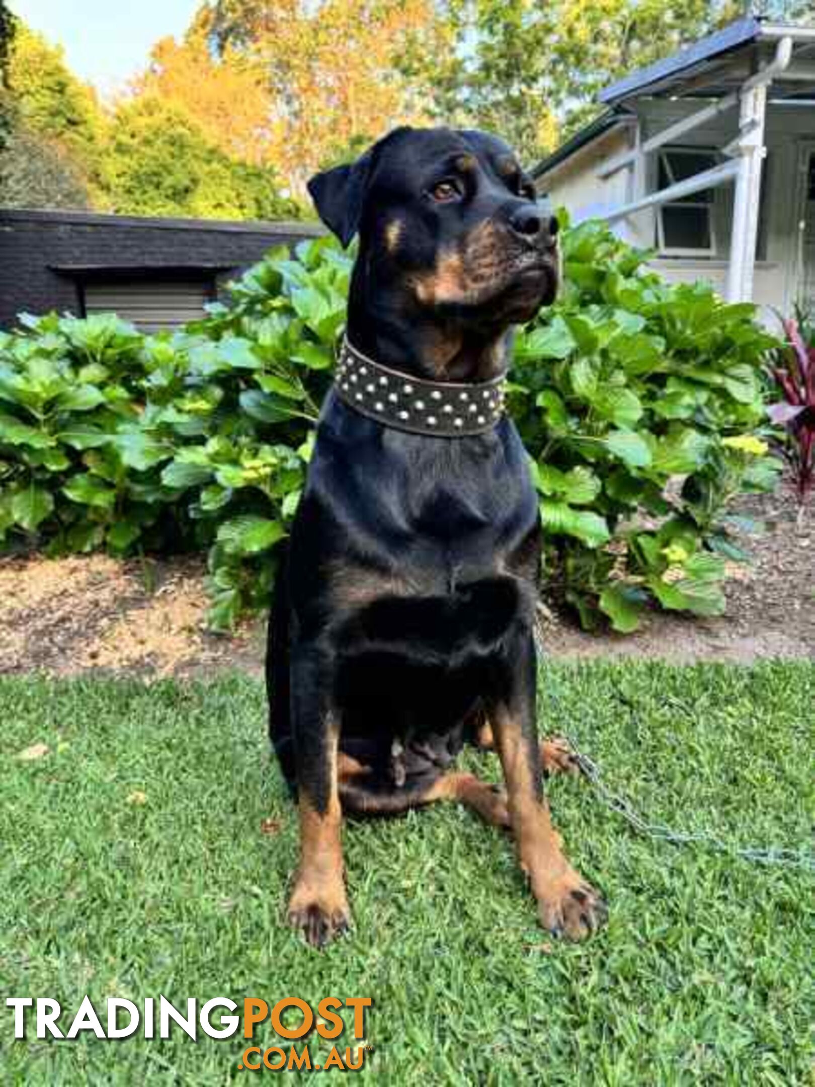 Purebred Rottweiler Female For Sale