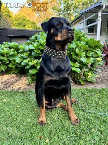 Purebred Rottweiler Female For Sale