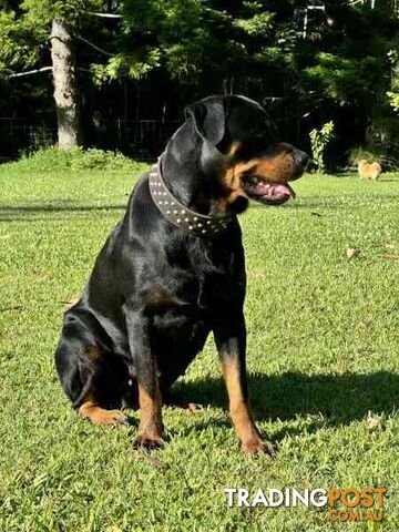 Purebred Rottweiler Female For Sale